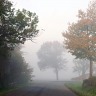 Foggy Trees